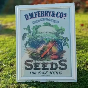 Framed vintage D.M. Ferry & Co seed advertisement sign featuring vegetables and bold “Seeds for Sale” typography – perfect for rustic or garden décor.